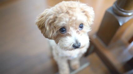 上目遣いなマルプー