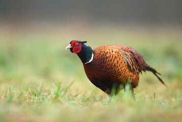 Ringneck Pheasant (Phasianus colchicus) male close up