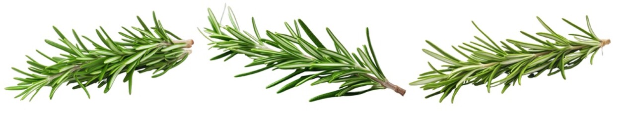 Collection of PNG. Rosemary isolated on a transparent background. - obrazy, fototapety, plakaty