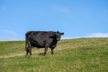 A black cow on a green field seen in England