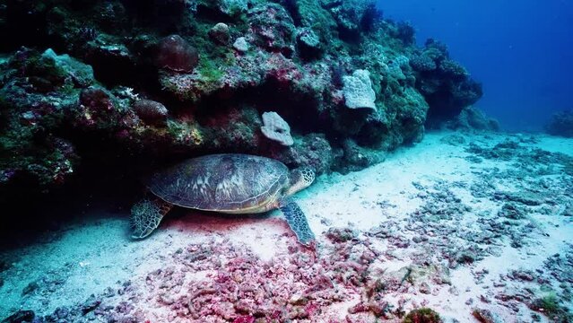 underwater coral reef sea turtle is resting under the reef,  sleeping, blue water background in day time in tropical asia Taiwan