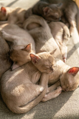 beige burmese kittens lying on the couch at home