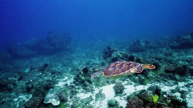 underwater coral reef sea turtle swims slowly towards the sun, sun beam shine through the ocean blue water background in day time in tropical asia Taiwan