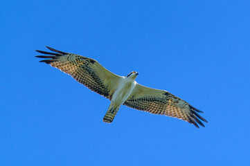 An Osprey Flies over Lake Erie Metropark, near Rockwood, Michigan.