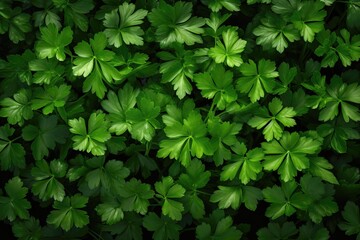 Fresh parsley leaves