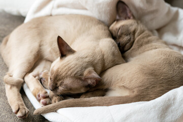 beige burmese kittens lying on the couch at home