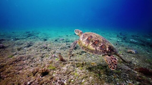 underwater coral reef sea turtle swims slowly towards the sun, sun beam shine through the ocean blue water background in day time in tropical asia Taiwan