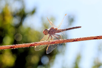 Close up of a dragonfly perches on a  clothesline. Macro photo of meadowhawk