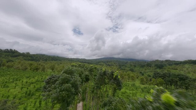 Tall trees in Indonesia drone footage