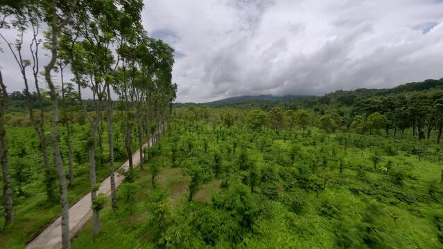 Tall trees in Indonesia drone footage