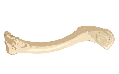 Human Clavicle Inferior View Clipart 