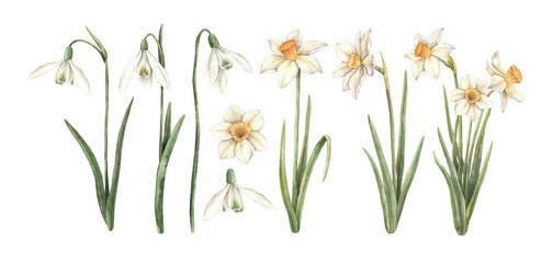 Watercolor set of delicate snowdrops and daffodils, hand painted. Sketch on isolated background for greeting cards, invitations, banners, posters, textiles, business cards, packaging, wallpaper - obrazy, fototapety, plakaty