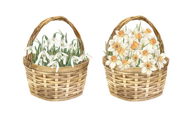 Fototapeta na wymiar Watercolor set with wicker baskets, flowers, snowdrops and daffodils. Illustration hand drawn on isolated background for greeting cards, invitations, happy holidays, posters, graphics, packaging
