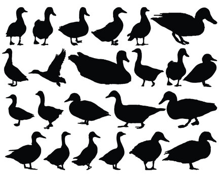 Set of Duck Silhouette Vector Illustration on White Background