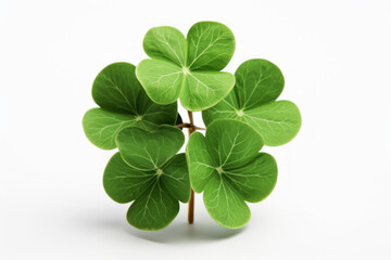 Fresh Green Shamrock Leaves Isolated on White Background