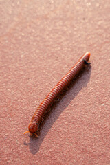 Trigoniulus corallinus, sometimes called the rusty millipede or common Asian millipede