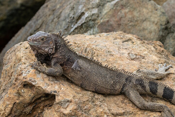 Green iguana (Iguana Iguana) laying on rock, on the coastline of the island of Aruba. 
