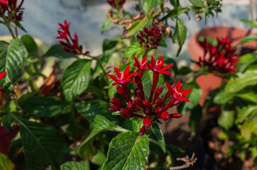 Red flower blooming in green leaves plant growing in garden, nature photography, natural gardening background, floral wallpaper 