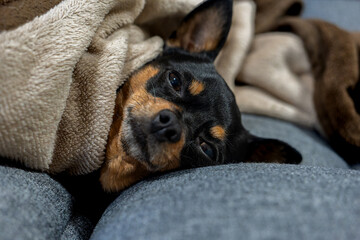 毛布で寝る犬