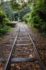 Fototapeta premium 森の中の廃線レール Abandoned railway line in the forest