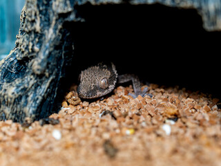 ルゴッサフトユビヤモリ