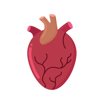Human heart icon clipart avatar logotype isolated vector illustration