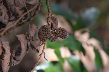 山の上に生える茶色くてかわいい木の実