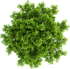 Fototapeta premium Green tree isolated on transparent background. PNG
