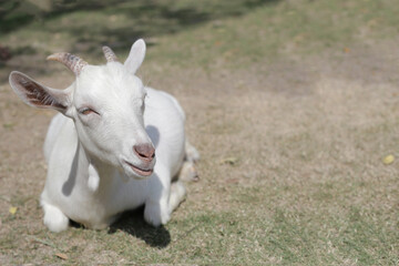 A white goat in farm