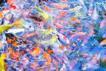 Fototapeta na wymiar Several goldfish in the water
