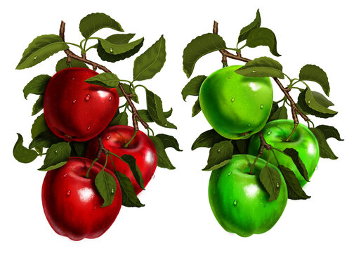 Red and green apples on a branch. Ripe fruit with drops of water. Set of botanical illustrations for labels, menus, or packaging design.