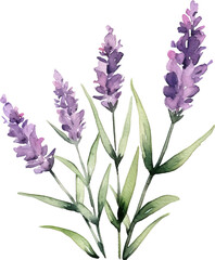 Naklejka premium Bunch of lavender isolated on transparent background. PNG