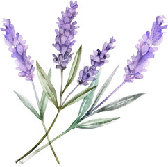 Obraz premium Bunch of lavender isolated on transparent background. PNG