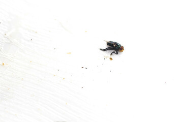 Close-up image of a fly on white background
