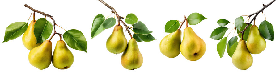 Set of branches with delicious ripe pears, cut out - Powered by Adobe