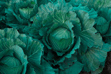 Cabbage growing in the vegetable farm - 712926890