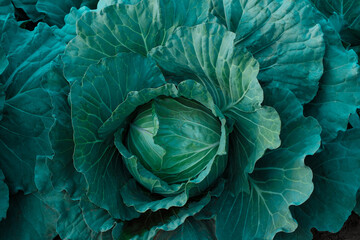 Cabbage growing in the vegetable farm - obrazy, fototapety, plakaty