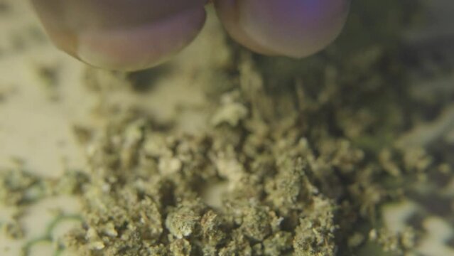 close up of a black mans fingers as he crumbles a cannabis bud in preparation of smoking marijuana