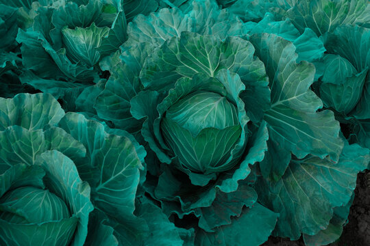 Cabbage growing in the vegetable farm