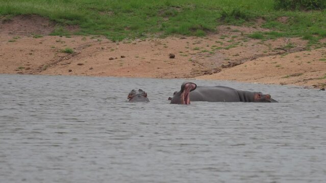 Eye Level Multiple Massive Hippopotamus Yawning Consecutively In Water, Medium Shot