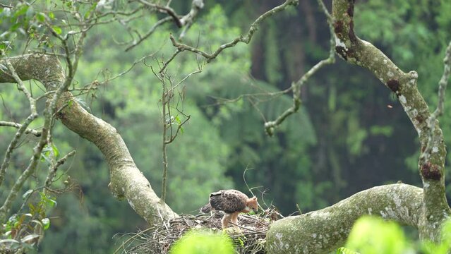 Young Javan hawk-eagle (Elang jawa) on the nest in the wild life