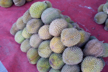 pile of durian fruit or king of fruit. Local types of durian or melak durian are sold at...