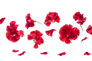 Vibrant Red Poppy Flowers in a Seamless Floral Vector Illustration for a Summer Bouquet Design with Leaves and Petals
