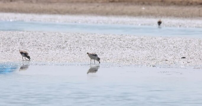 Feeding during a bright and sunny day at a salt flat, Spoon-billed Sandpiper Calidris pygmaea, Thailand