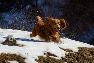English cocker spaniel running on white snow