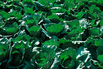 Cabbage growing in the vegetable farm - 712934447