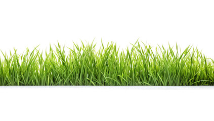 Fototapeta premium Grass isolated on transparent background. PNG