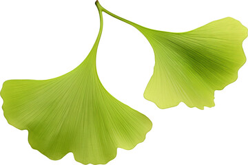 Fototapeta premium Ginkgo biloba green leaves isolated on transparent background. PNG
