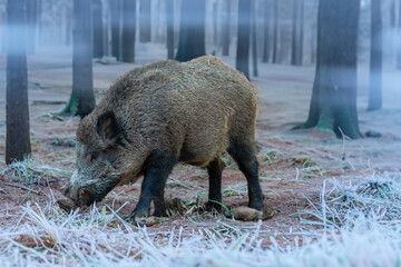 Wildschwein im Morgennebel (Raureif)