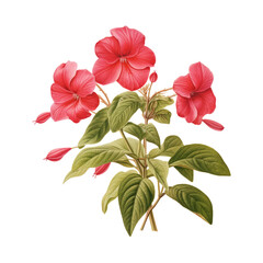 Pink and red hibiscus flowers with leaves, isolated on white background, showcasing the beauty of nature in a vibrant display of colors